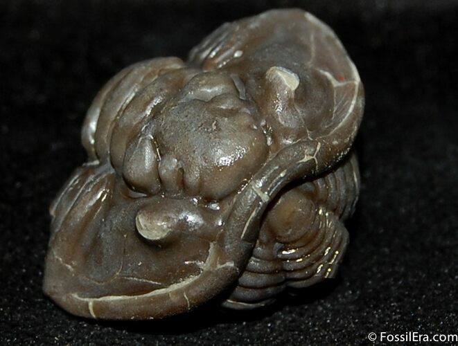 Large Enrolled Flexicalymene Trilobite #501